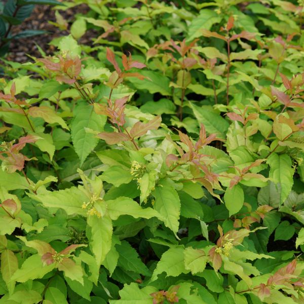 Proven Winners® Kodiak Fresh® Bush Honeysuckle