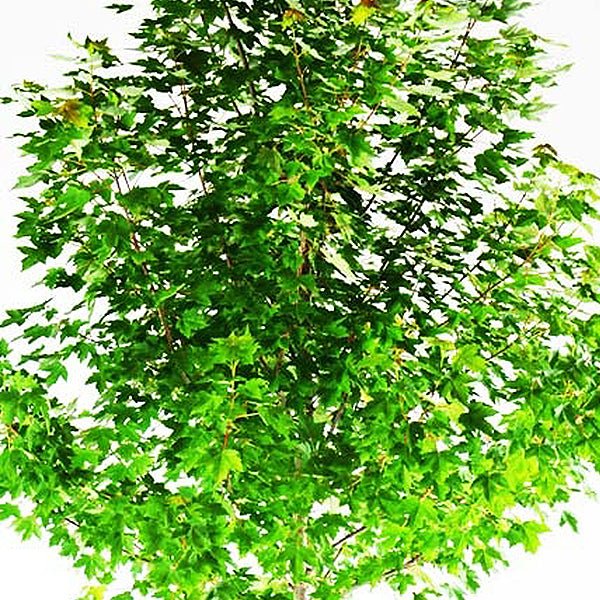 Red Pointe® Red Maple