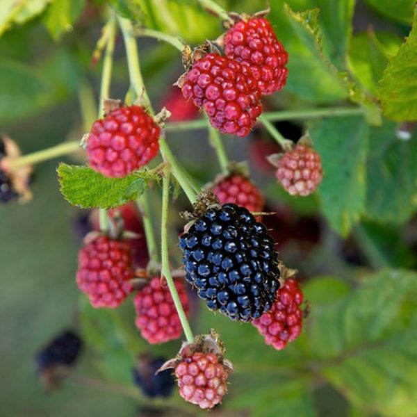 Bushel and Berry® Baby Cakes® Blackberry Bush