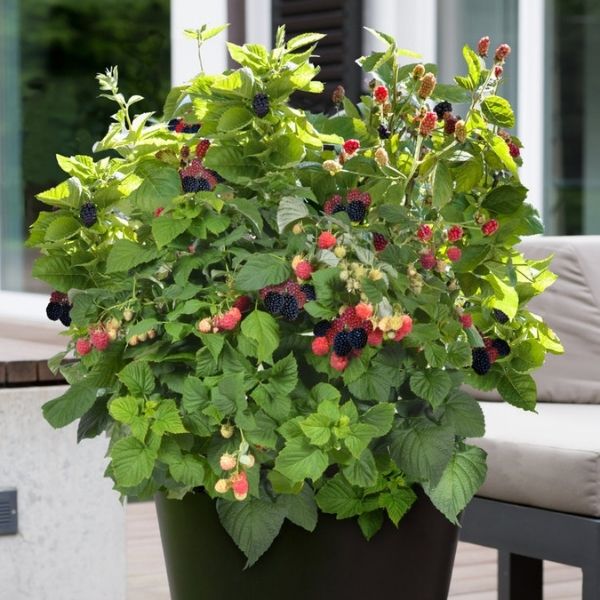 Bushel and Berry® Baby Cakes® Blackberry Bush