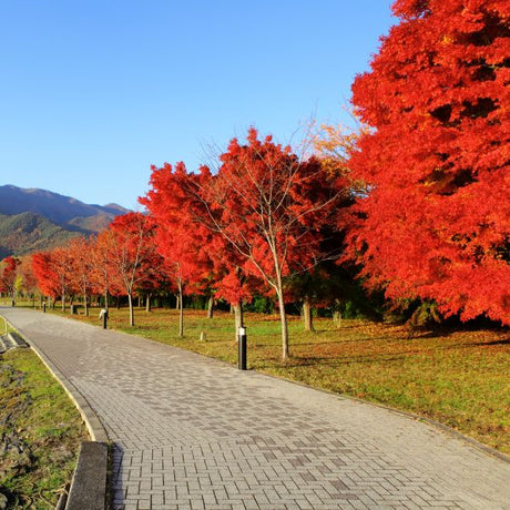 October Glory® Red Maple Tree