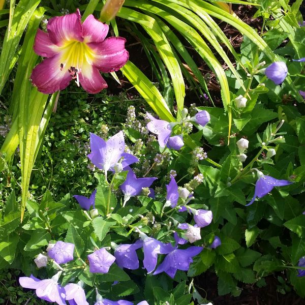 Perennial foliage of Sentimental Blue Balloon Flower (Platycodon grandiflorus 'Sentimental Blue') in a garden setting.