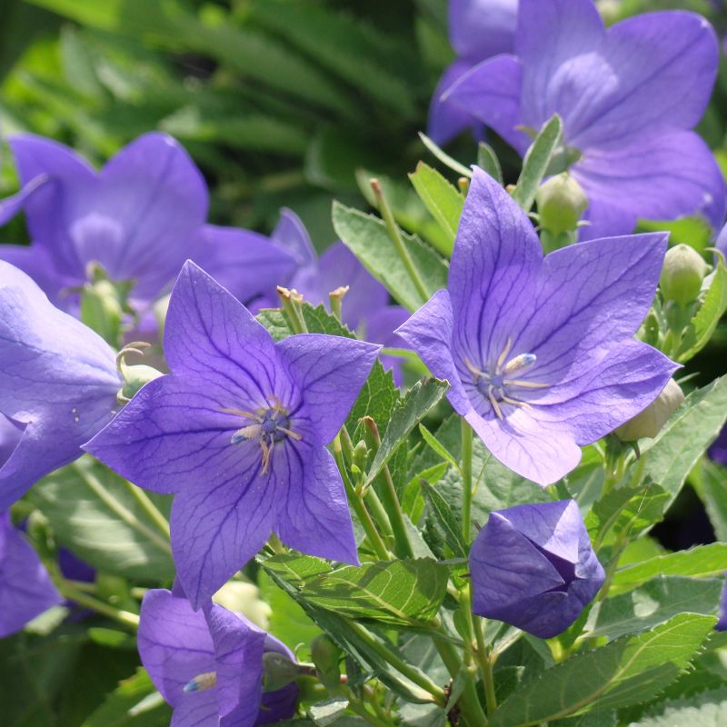 Sentimental Blue Balloon Flower (Platycodon grandiflorus 'Sentimental Blue'), a perennial featuring blue flowers and perennial.