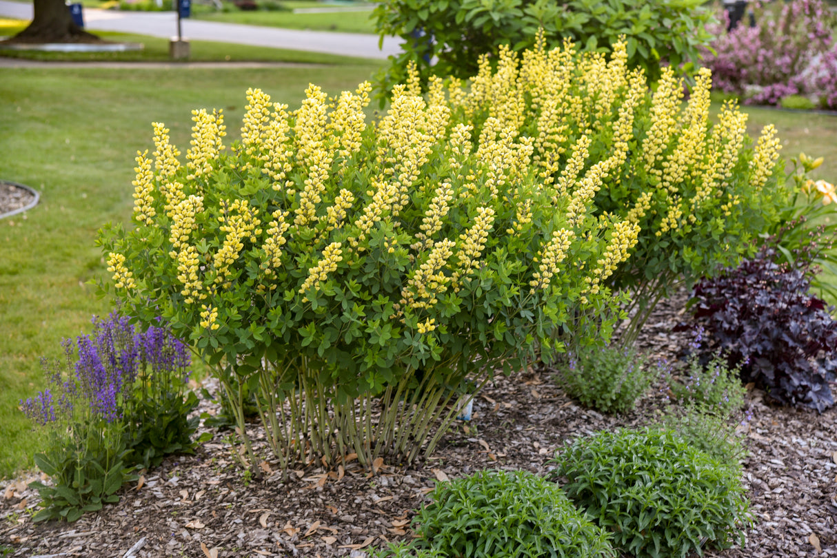 Decadence® Lemon Meringue False Indigo