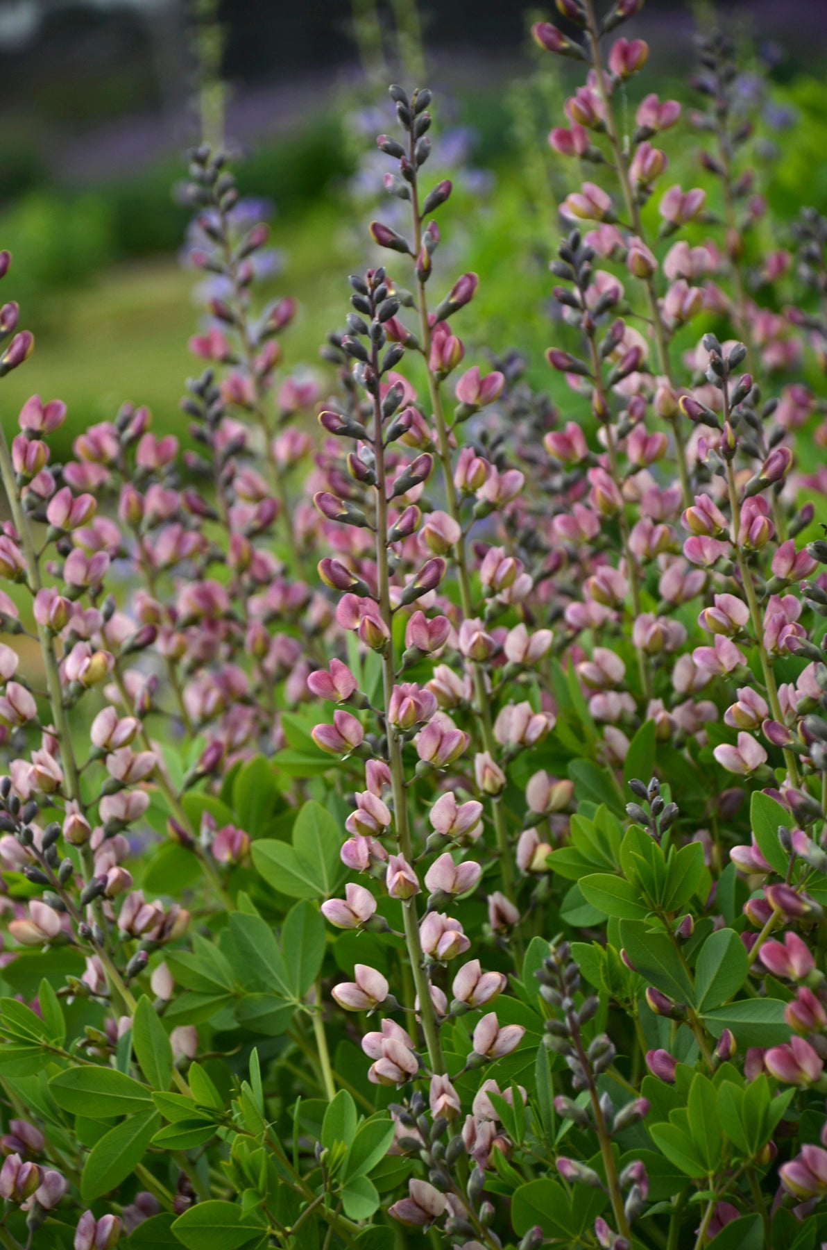 Decadence® Pink Truffles False Indigo