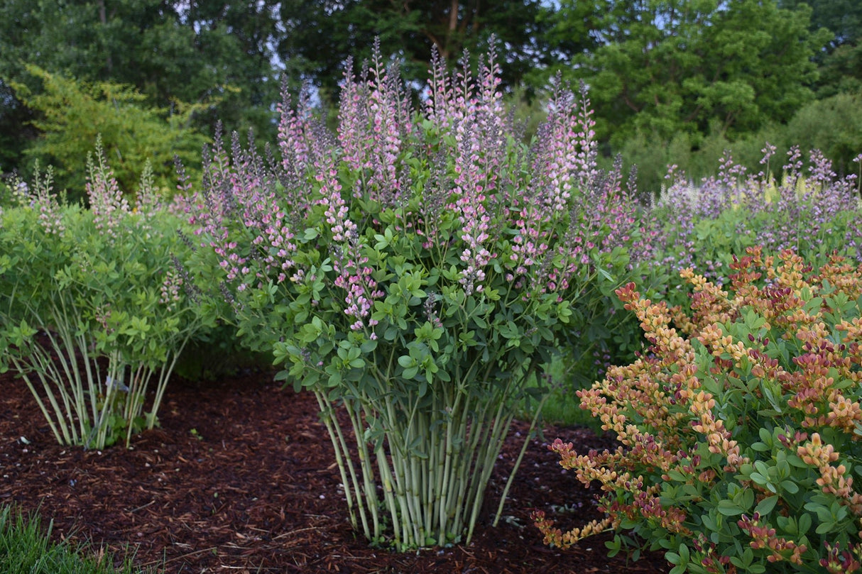 Pink Truffles Baptisia is a long-lived perennial that is deer and rabbit resistant. This variety offers excellent drought tolerance once established, with blue-green foliage.