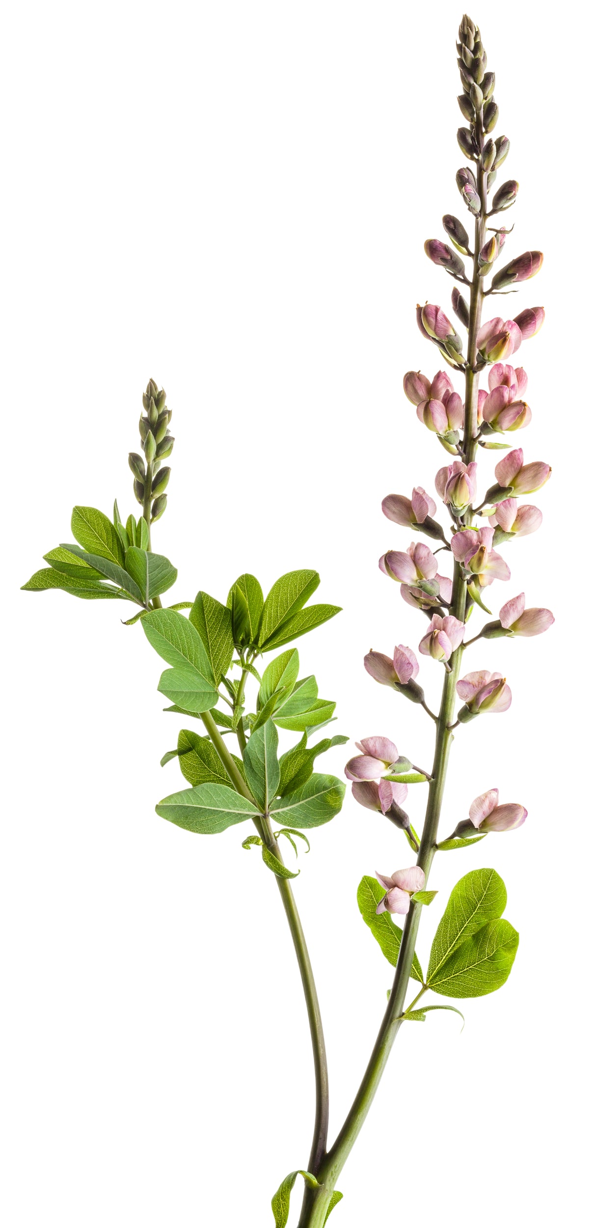 Decadence® Pink Truffles False Indigo