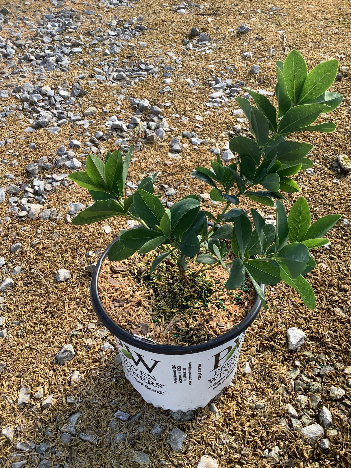 Decadence® Pink Truffles False Indigo