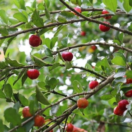 Barbados Cherry Tree - Nature Hills Nursery - #5 Container 2 - 3 Feet -