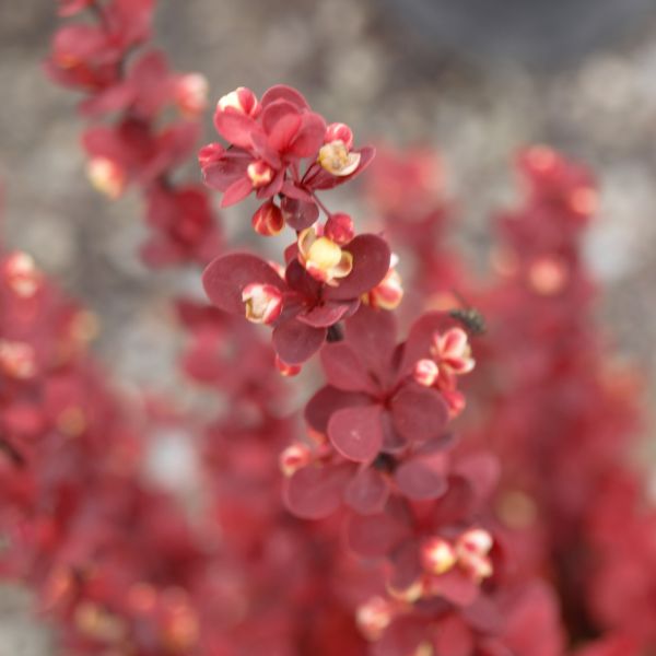 Deciduous foliage of Orange Rocket Barberry (Berberis thunbergii 'Orange Rocket') in a garden setting.