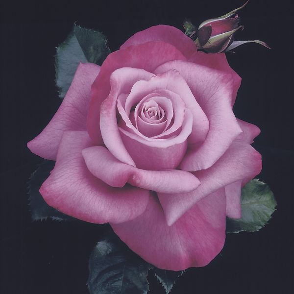Barbra Streisand Hybrid Tea Rose (Rosa 'Barbra Streisand'), a shrub featuring purple, pink flowers and deciduous.