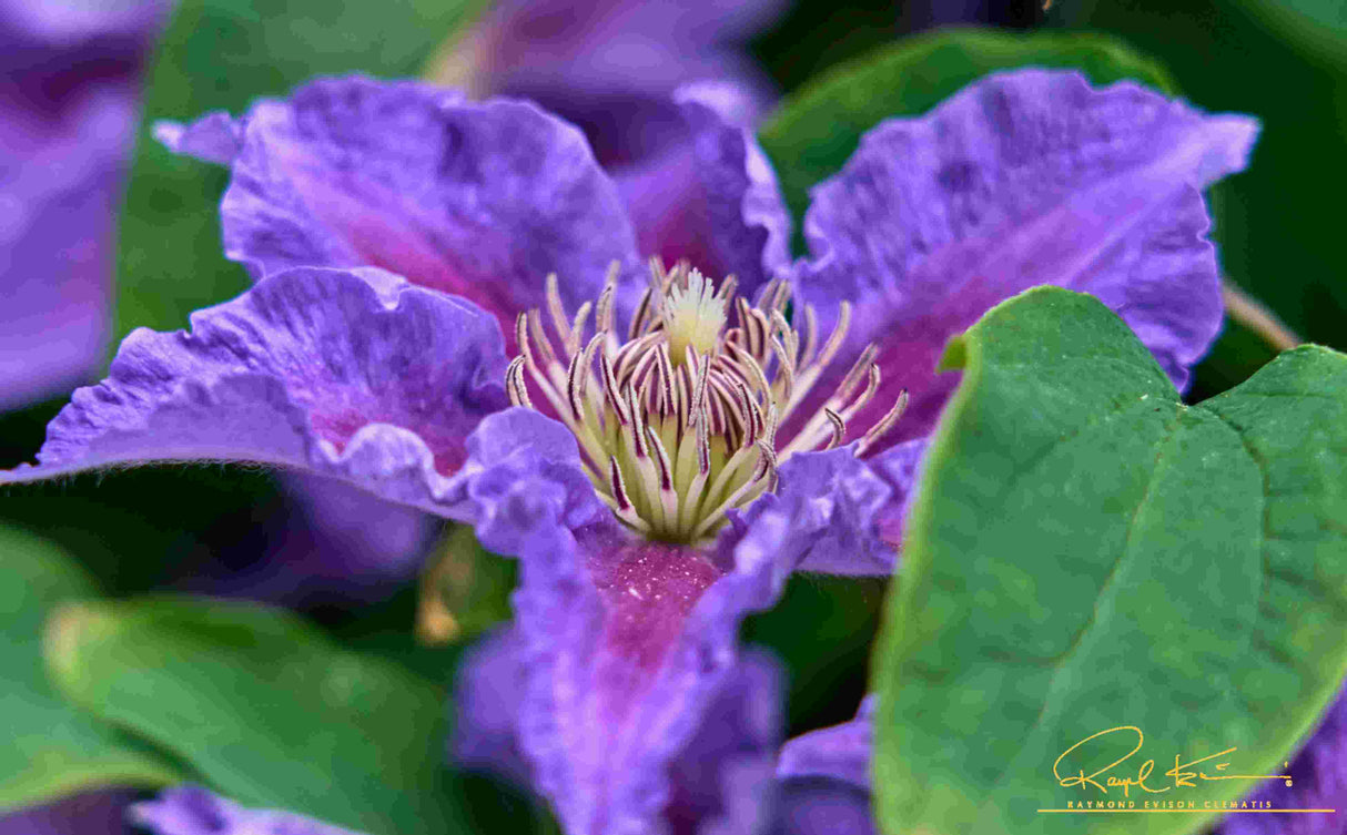 Detail view of Baroness Fookes™ Clematis (Clematis 'EviGsy156') showing plant structure and foliage.
