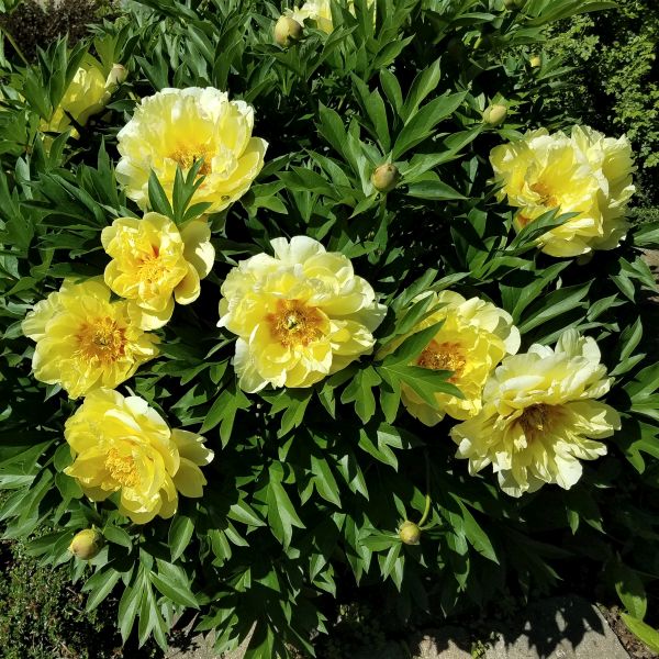 Close-up of red, yellow paeonia flowers on Bartzella Itoh Peony blooming in late spring.