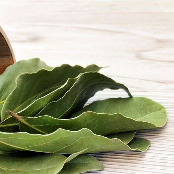 Bay Laurel (Laurus nobilis) foliage and growth habit in the landscape.