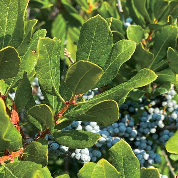 Close-up of yellow, white myrica flowers on Northern Bayberry blooming in early spring to late spring.