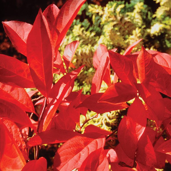 Little Henry® Virginia Sweetspire