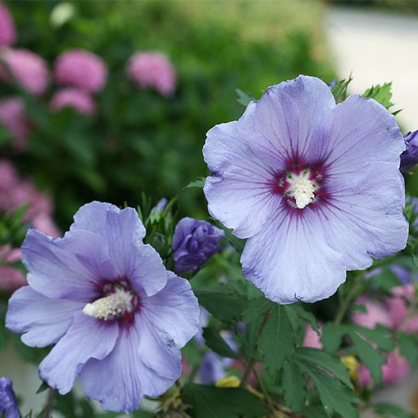 Azurri Blue Satin? Rose of Sharon Shrub