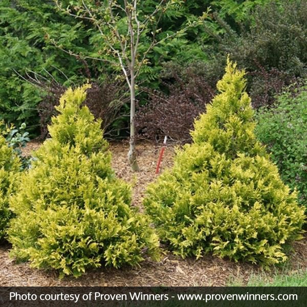 False Cypress Soft Serve® Gold