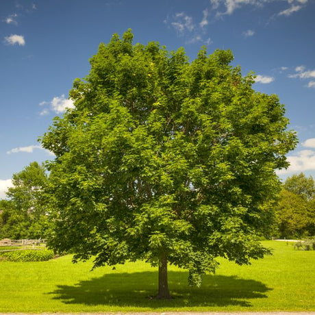 October Glory® Red Maple Tree