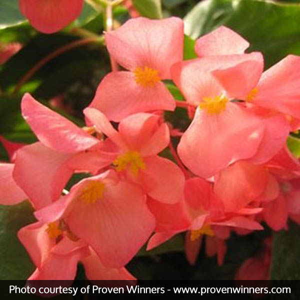 Dragon Wing® Pink Begonia
