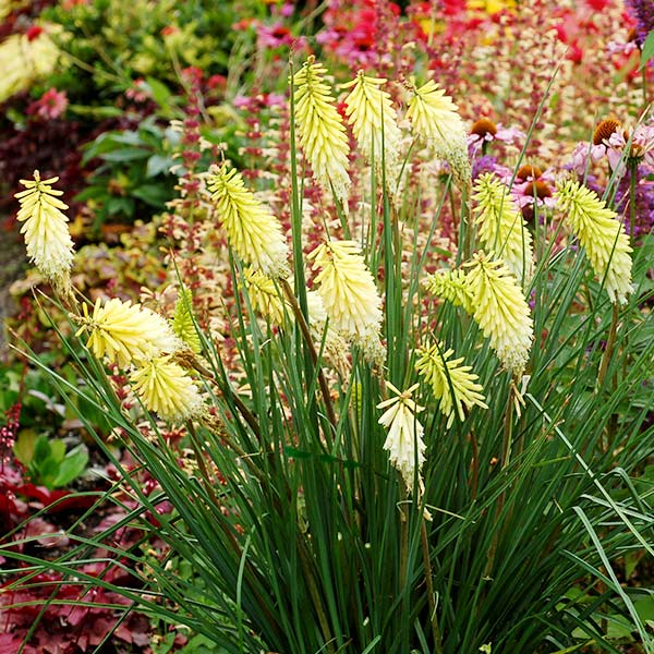 Pineapple Popsicle™ Dwarf Poker