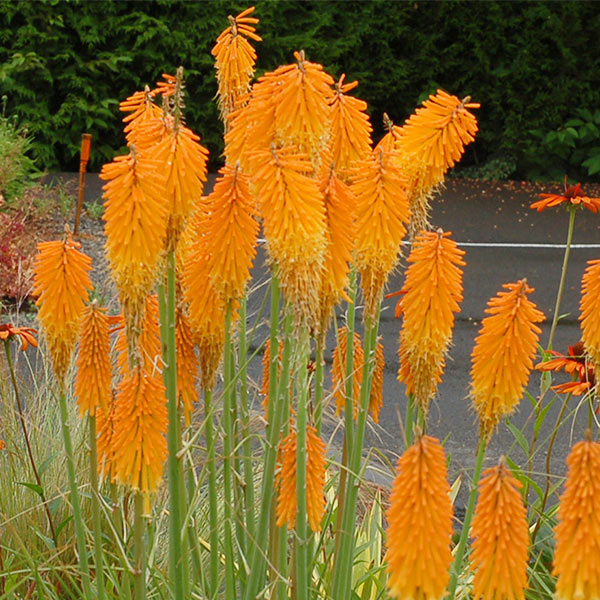 Mango Popsicle™ Dwarf Poker