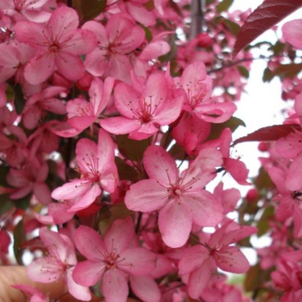 Royal Raindrops® Flowering Crabapple