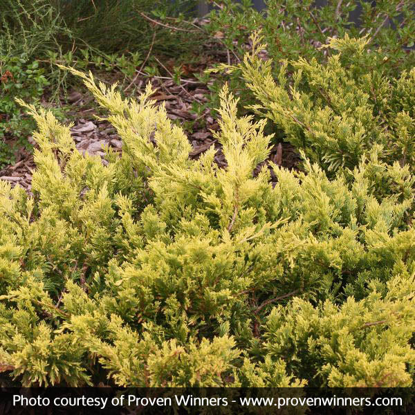 Good Vibrations® Juniper