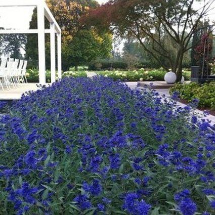 First Editions® Sapphire Surf™ Bluebeard