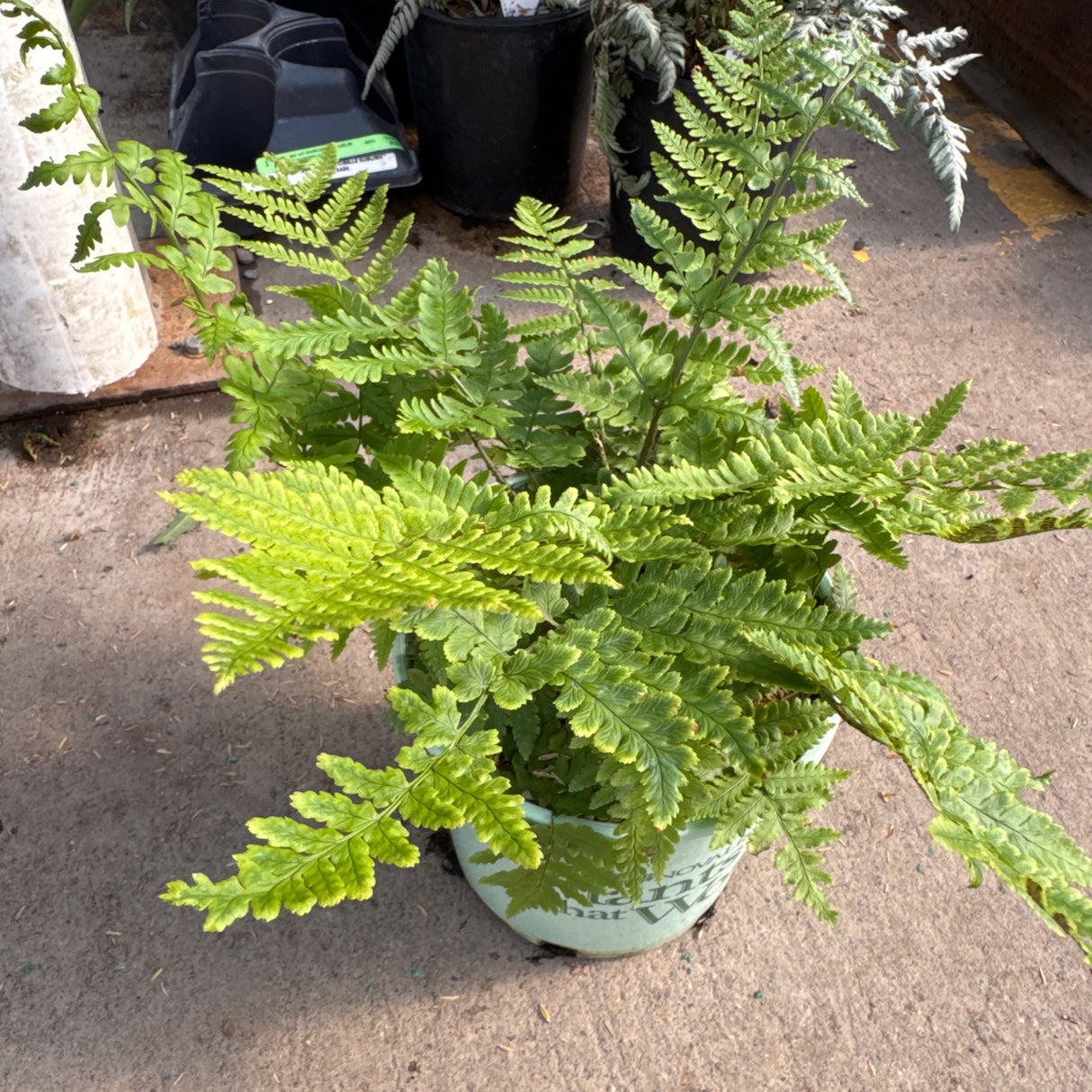 A vibrant green and chartreuse Wood Fern flourishes in a light green container on a concrete