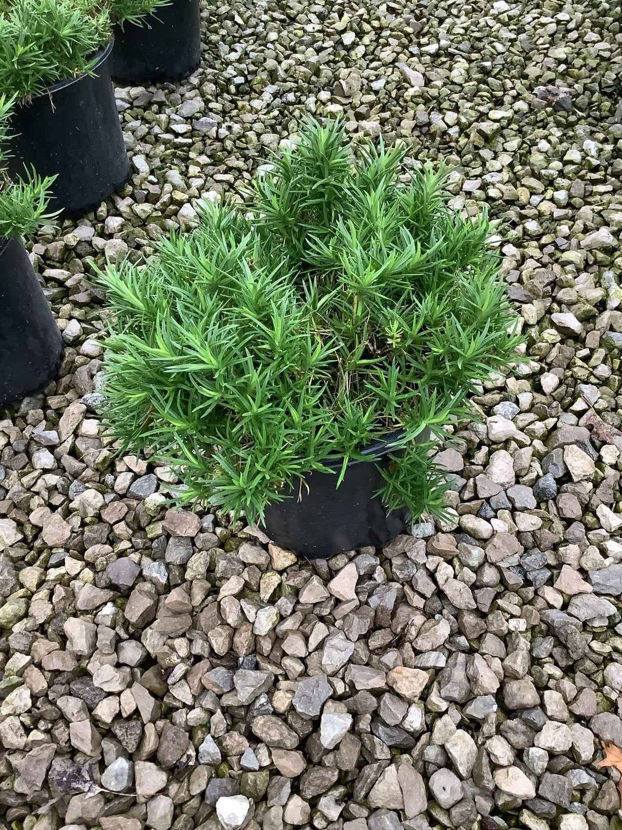Bedazzled Pink Hybrid Spring Phlox