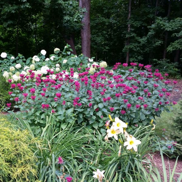 Raspberry Wine Bee Balm (Monarda x 'Raspberry Wine') planted in a residential landscape.