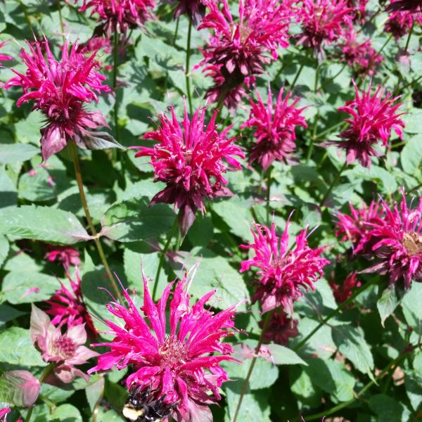 Close-up of red, pink monarda flowers on Raspberry Wine Bee Balm blooming in early summer to late summer.