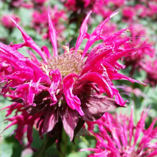 Raspberry Wine Bee Balm (Monarda x 'Raspberry Wine') growing in a garden landscape, showing mature perennial form.
