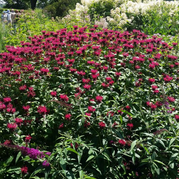 Raspberry Wine Bee Balm (Monarda x 'Raspberry Wine'), a perennial featuring red, pink flowers and perennial.