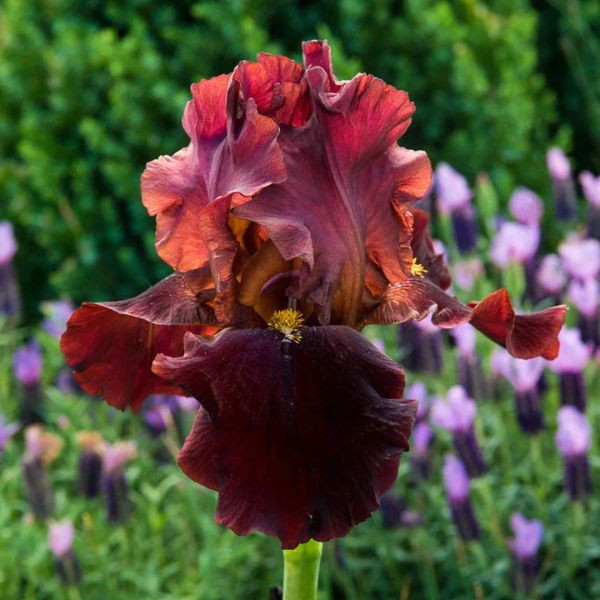 Bernice's Legacy Bearded Iris Bloom