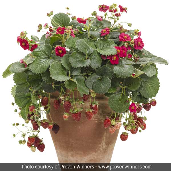 Berried Treasure® Red Strawberry Plant