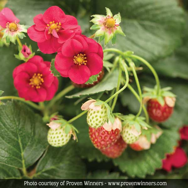 Berried Treasure® Red Strawberry Plant