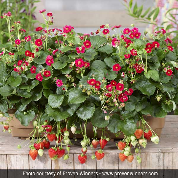 Berried Treasure® Red Strawberry Plant