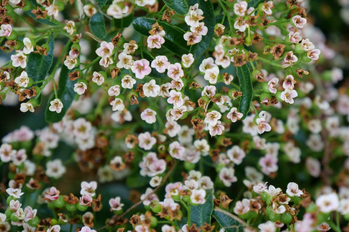 Berry Box Pyracomeles shrub, side view