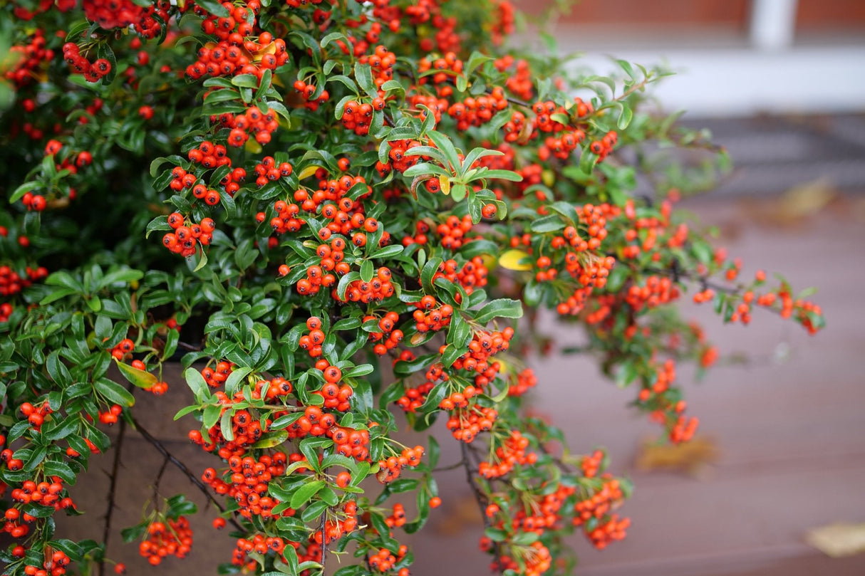 Berry Box Pyracomeles shrub, detail view