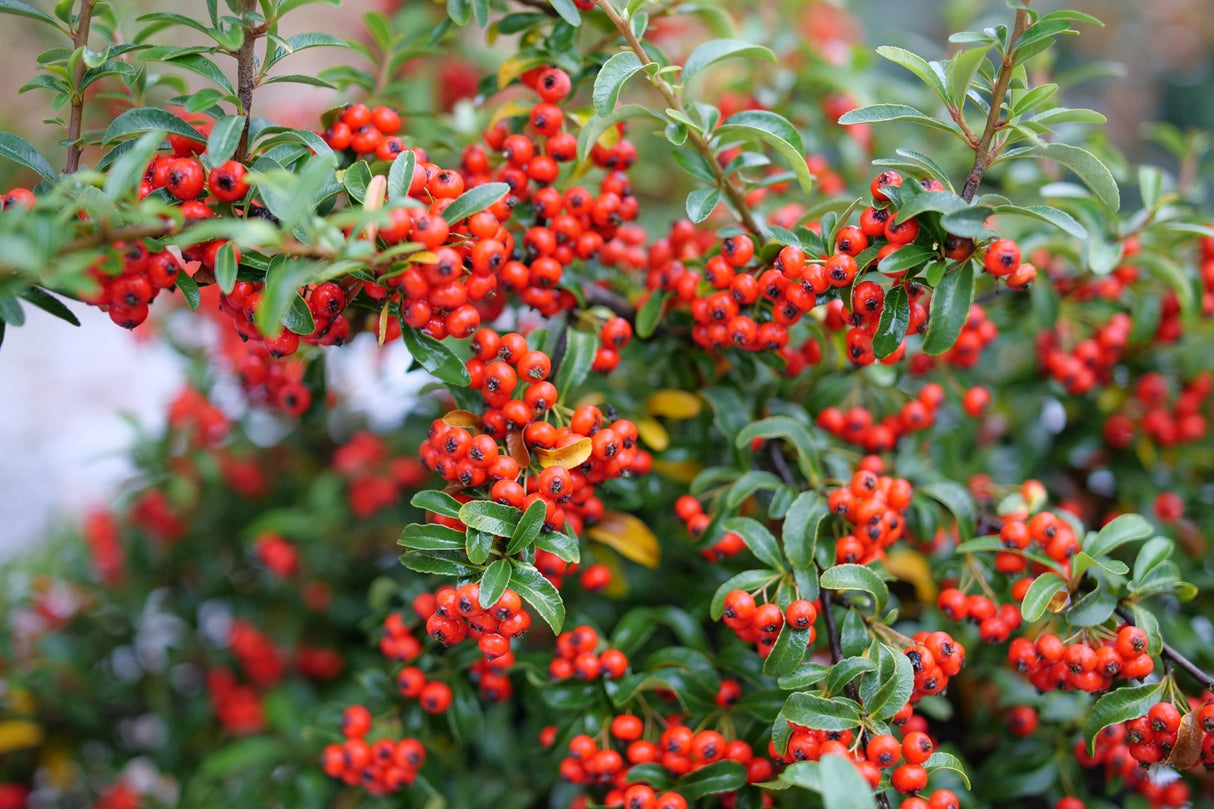 Berry Box Pyracomeles shrub, lifestyle view