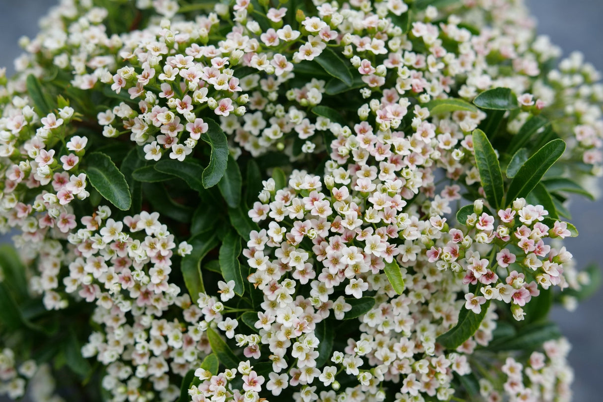 Berry Box Pyracomeles shrub, close-up