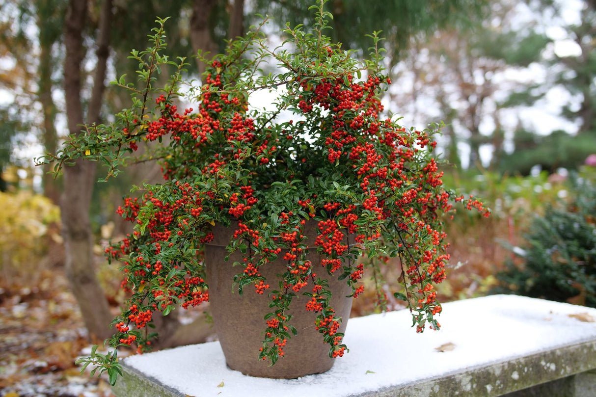 Berry Box Pyracomeles shrub, garden view