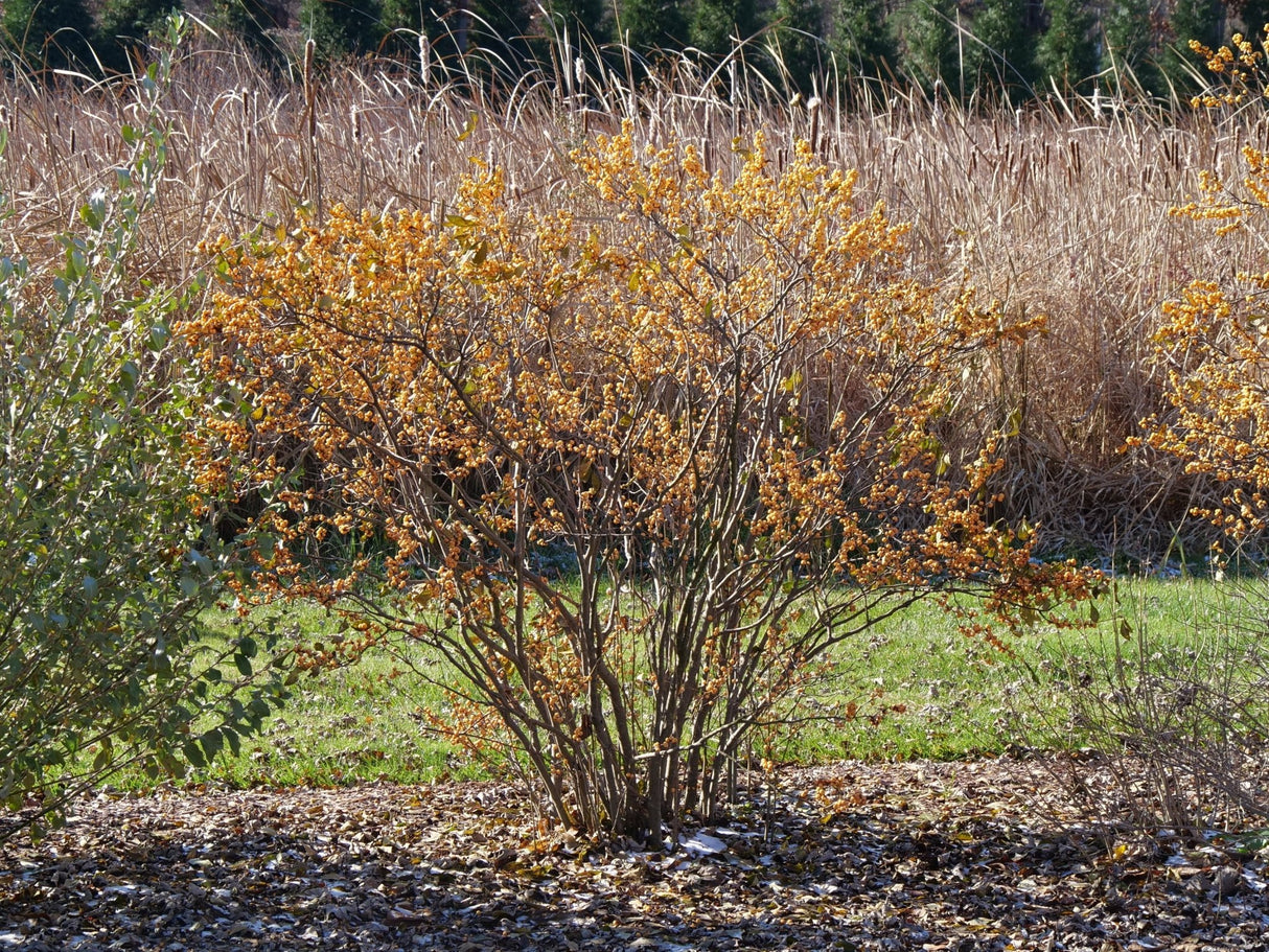 Berry Heavy® Gold Winterberry (Ilex verticillata 'Berry Heavy Gold') shrub detail, image 11 of 13.