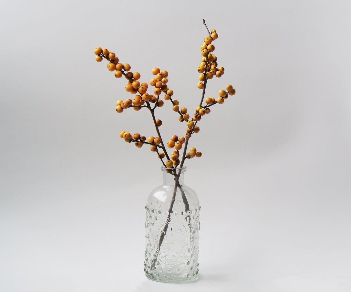 Berry Heavy® Gold Winterberry (Ilex verticillata 'Berry Heavy Gold') shrub detail, image 13 of 13.