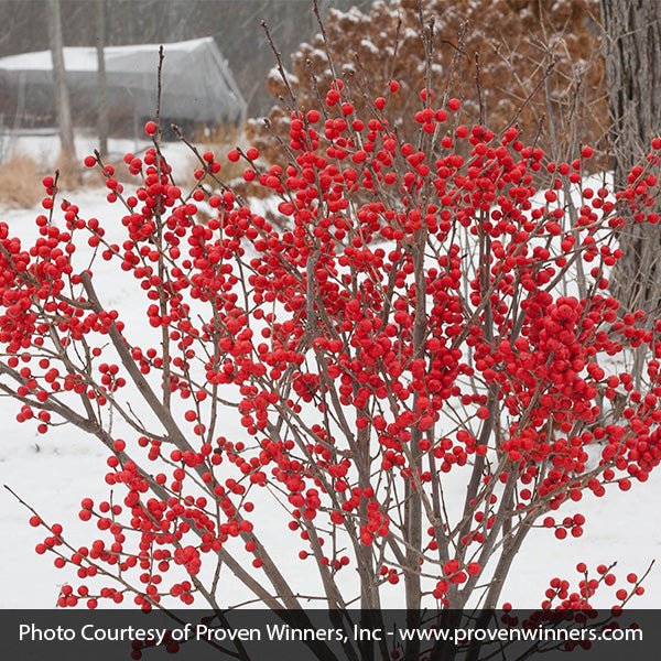 Berry Poppins® Winterberry