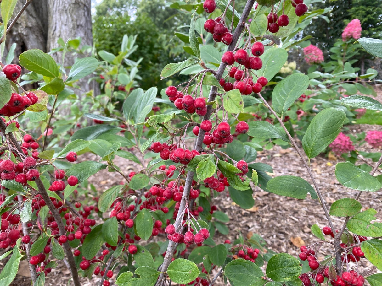 Berry Scape® Red Aronia (Aronia arbutifolia 'UCONNAA001') shrub detail, image 7 of 8.