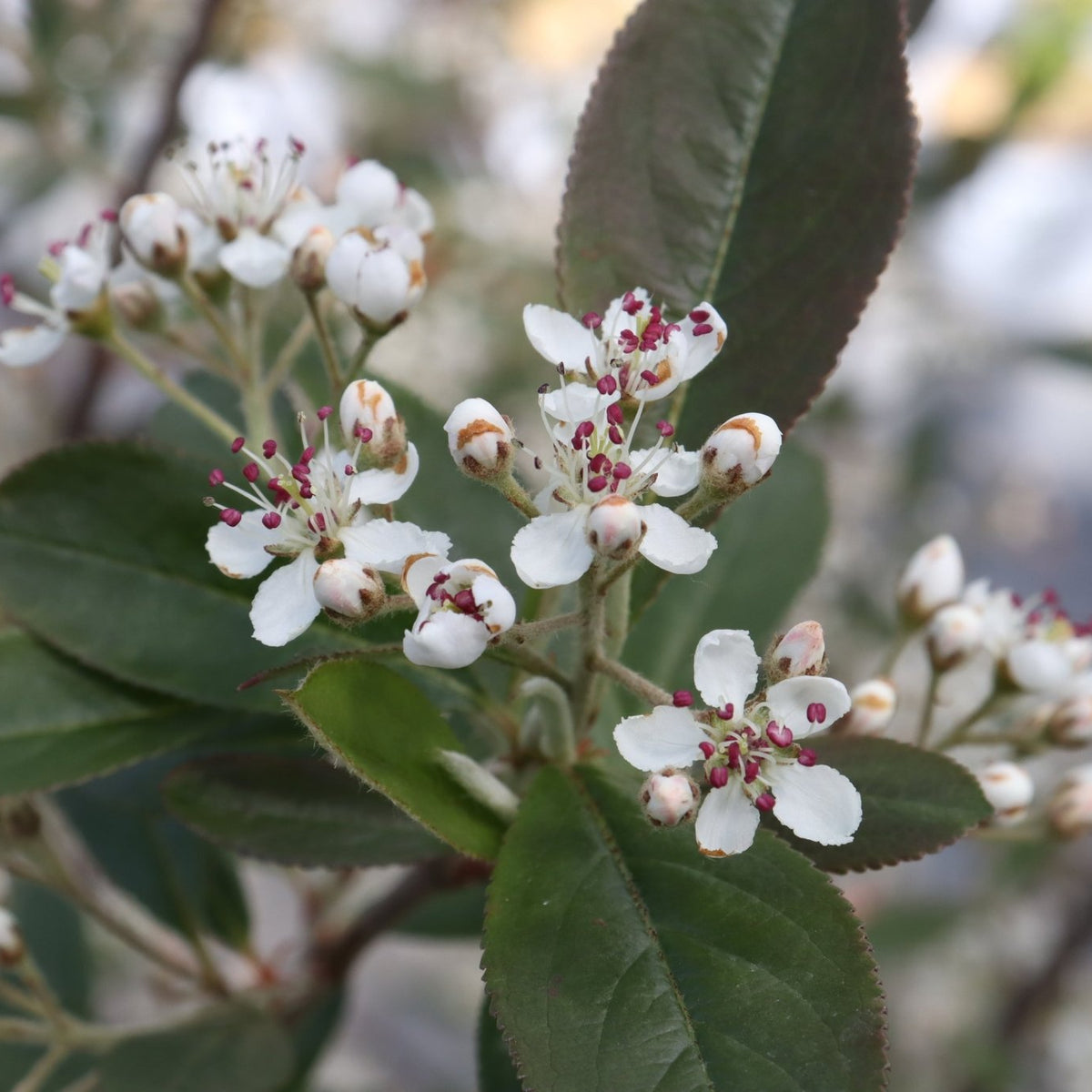 Berry Scape® Red Aronia: Vibrant Berries