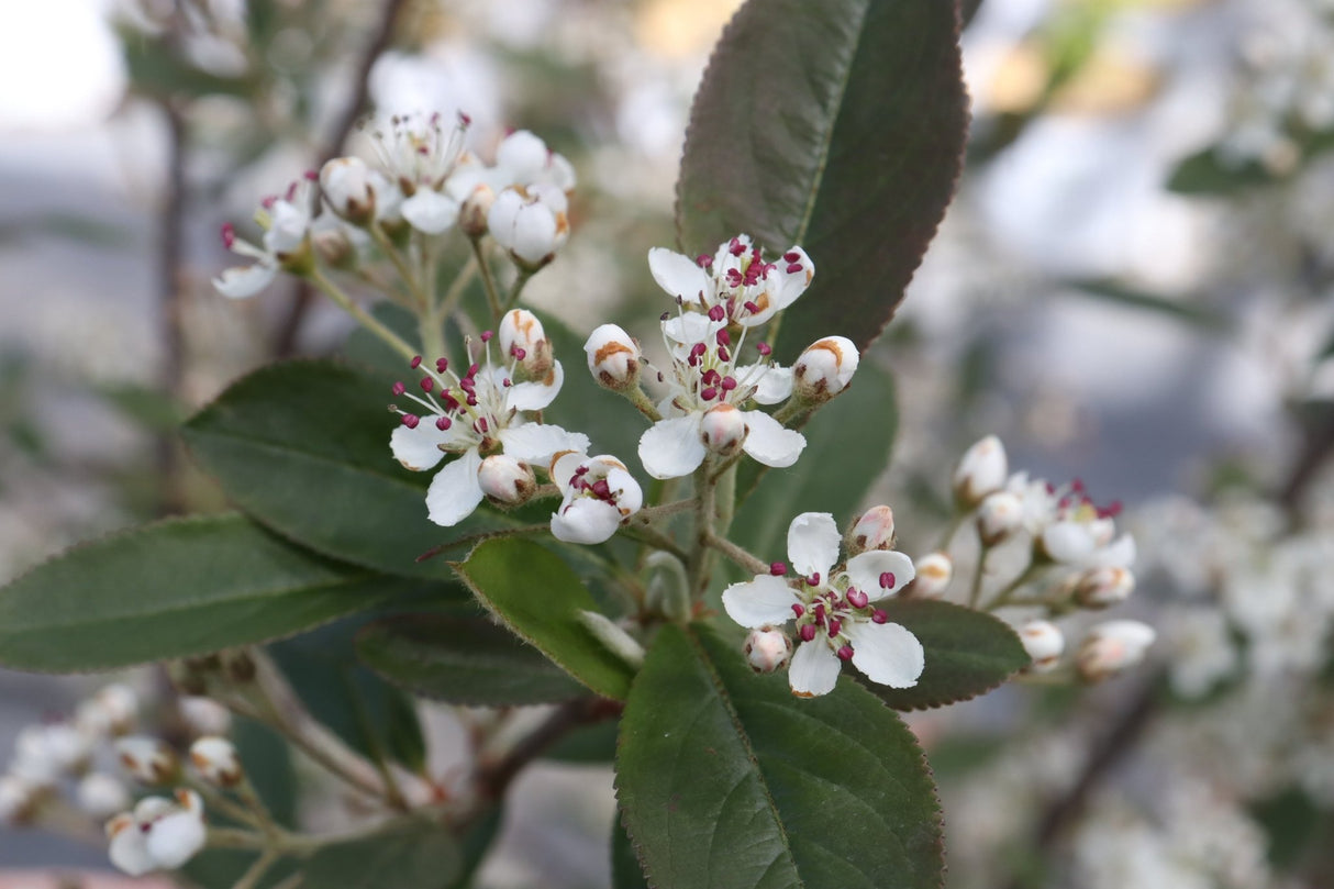 Berry Scape® Red Aronia (Aronia arbutifolia 'UCONNAA001'), a shrub featuring columnar, erect form.